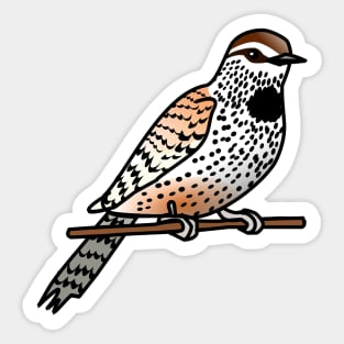 Cactus Wren Sticker